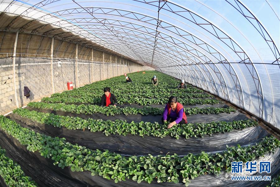 河北滦县:高效设施农业鼓起农民钱袋子