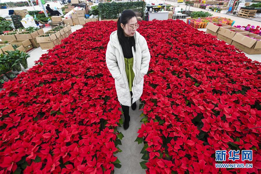 （社会）（2）河北永清：新年将至花市火