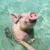 "游泳猪"蹿红网络
