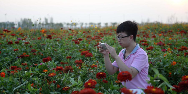 河北固安：百亩花海引众多游客观光