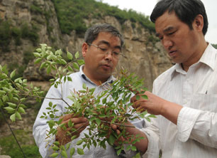 “冀南太行药谷”已发现野生中药材1600多种