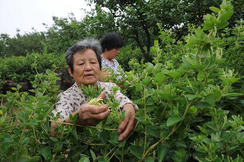 金银花成为富民产业