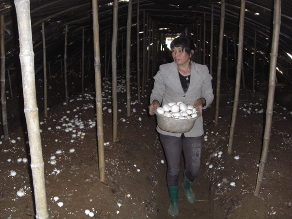 特色产业－食用菌