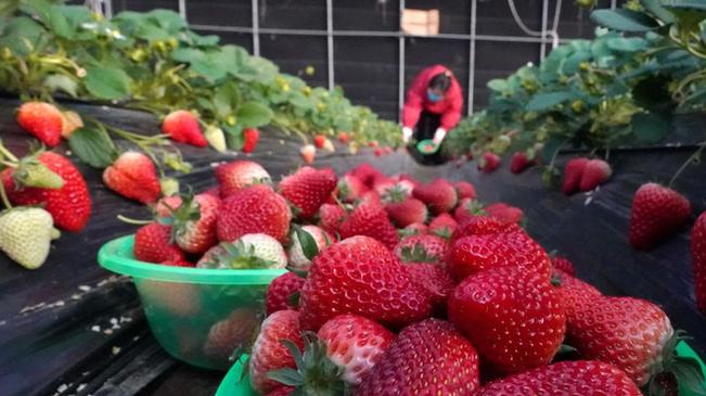 河北滦州：采摘果蔬保供节日市场