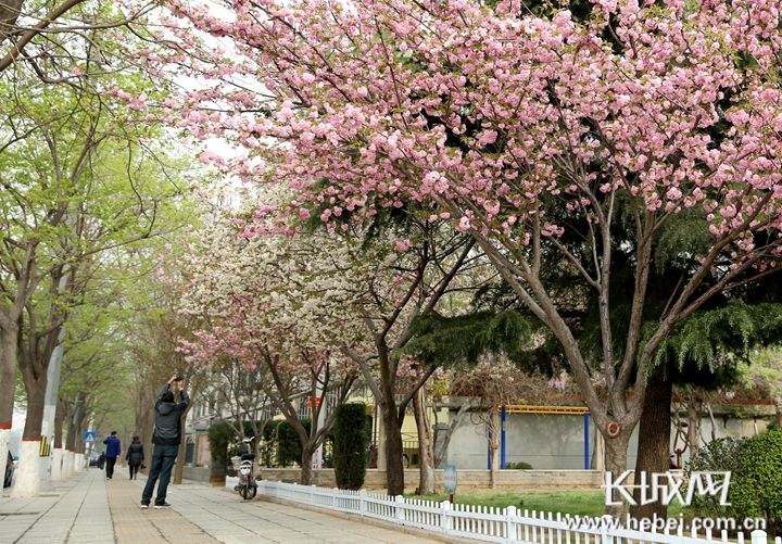 享受美丽春景 邢台“治絮”让城市既绿又美