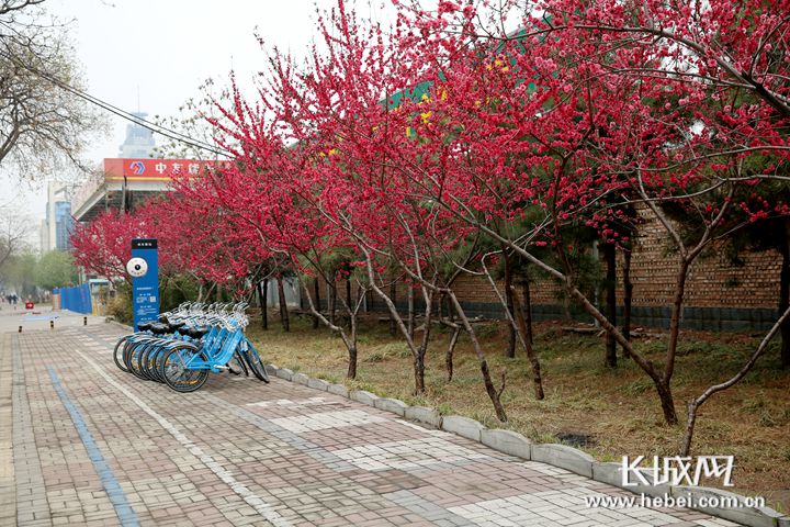 享受美丽春景 邢台“治絮”让城市既绿又美