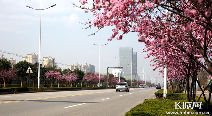 享受美丽春景 邢台“治絮”让城市既绿又美