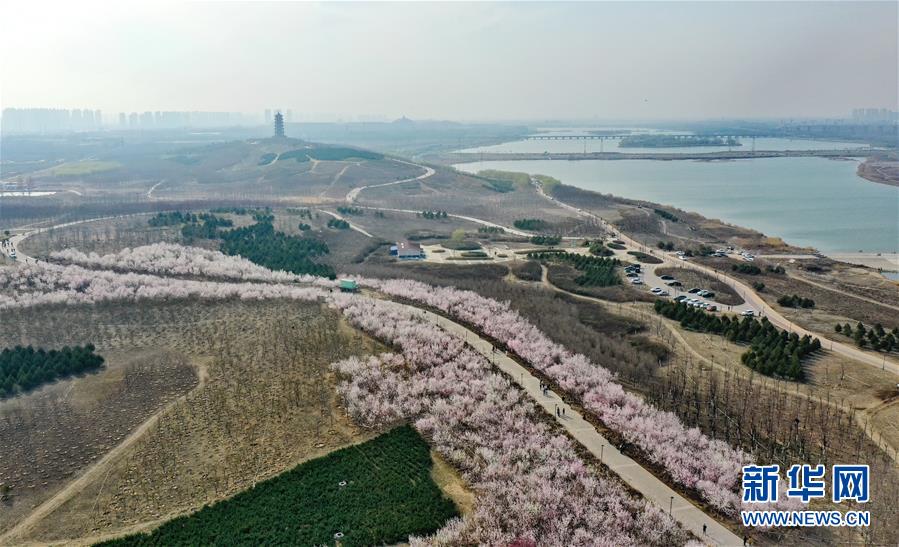 （新华视界）（3）河北石家庄：滹沱河畔山桃艳